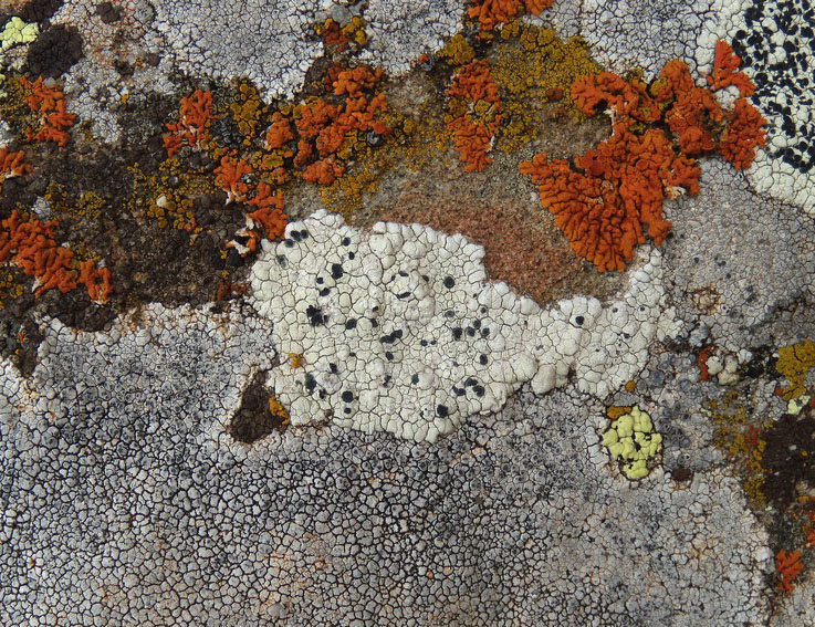 sull''arenaria della Laga